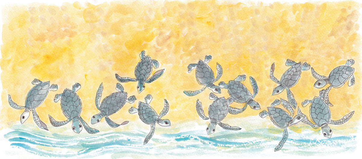 Turtle Tracks: Storybook – Turtle Tracks Family